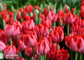 Tulipa Montreux Rouge ® (3)